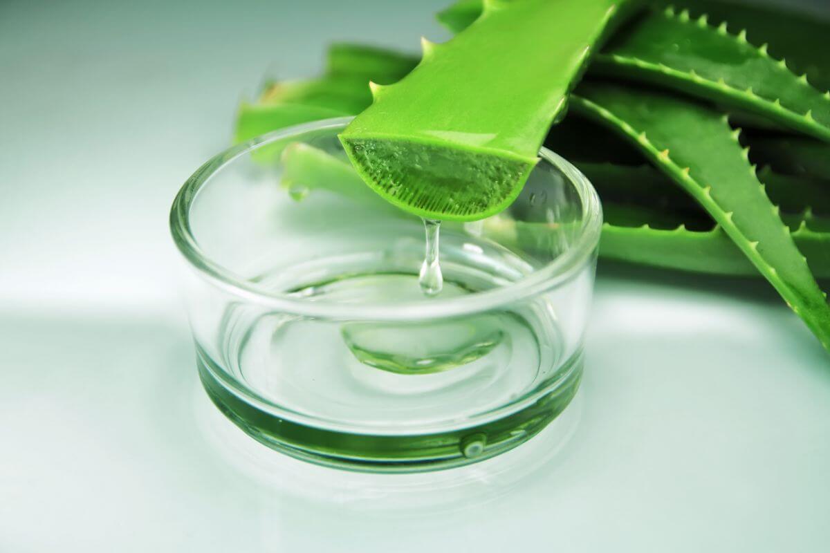 gel d'aloe vera