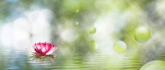 La Fleur De Lotus Dans La Beauté