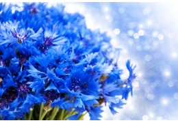 L'eau florale de bleuet : un anti-inflammatoire naturel